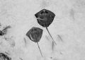 Stingrays. Turks & Caicos . D-100 