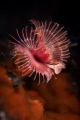 Serpula vermicularis_August 2025
(Canon RF100,1/200,f8,iso100) 
