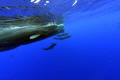 This pod of sperm whale were asleep, out of the blue around 50 pilot whales suddenly appeared and began making noise and generally harassing them. (taken under permit) 