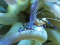 Spotted cleaner shrimp on an anemone. These 2 creatures have a symbiotic relationship, where the shrimp provides parasite removal services and the anemone protects the shrimp from predators. 