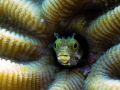 A small blenny, sticking out of a coral. This tiny creature might be small, but it has a big personality, observing my camera and showcasing it's alien-like face. 