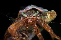 Hermit crab_June 2026
(CanonRF100,1/200,f10,iso1009 