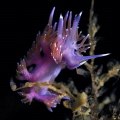 Flabellina nudibranch_Sept 2026
(CanonRF100,1/200,f14,iso160) 