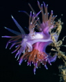 Flabellina Affinis nudibranch_September 2026
(CanonRF100,1/200,f20,iso1009 