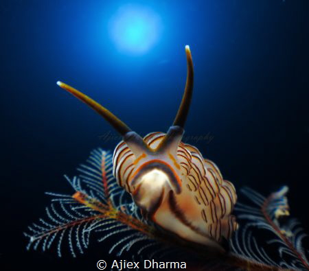 Ajiex Dharma
