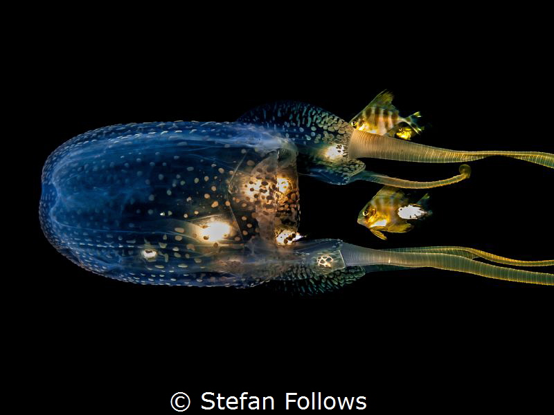 Stefan Follows