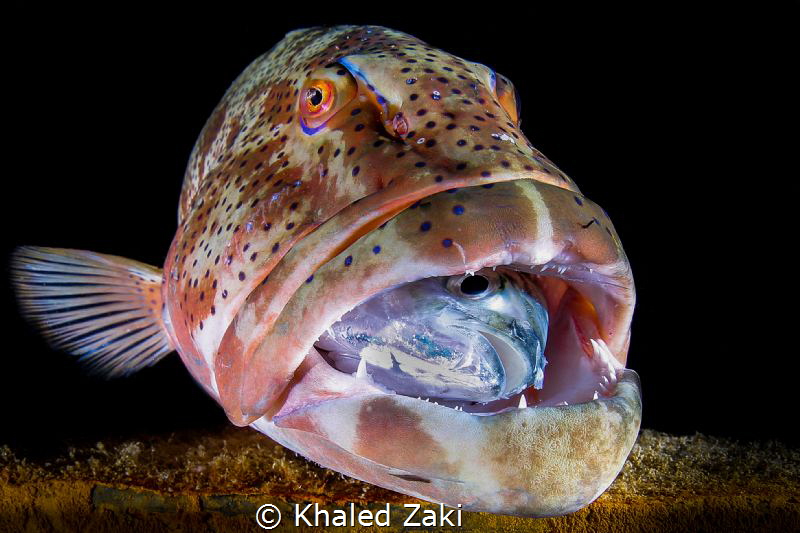 Khaled Zaki