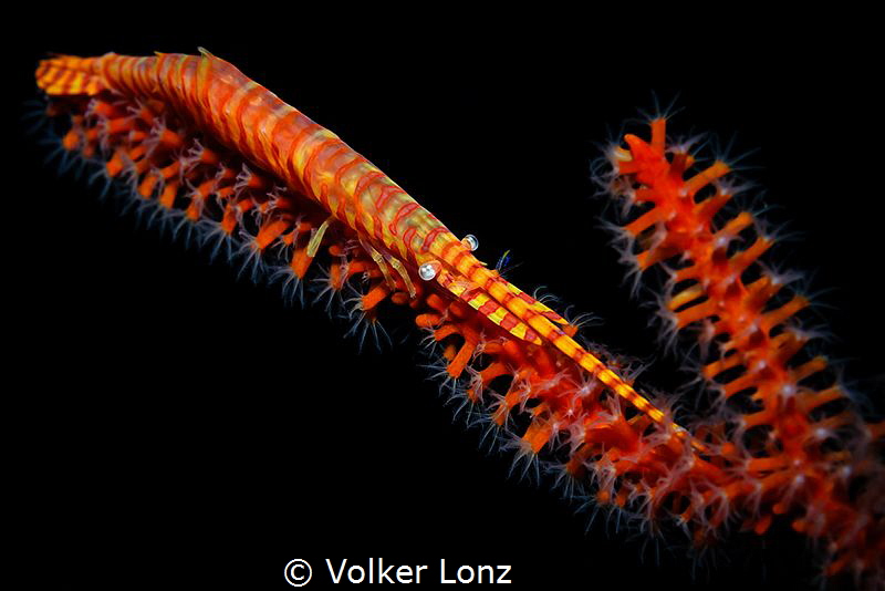Volker Lonz