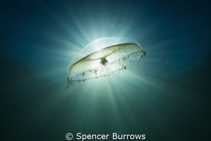 Spencer Burrows