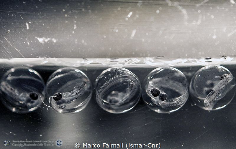 Marco Faimali (ismar-Cnr)
