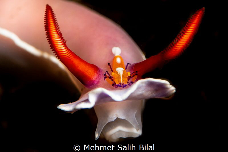 Mehmet Salih Bilal