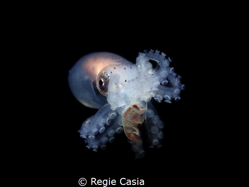 Regie Casia