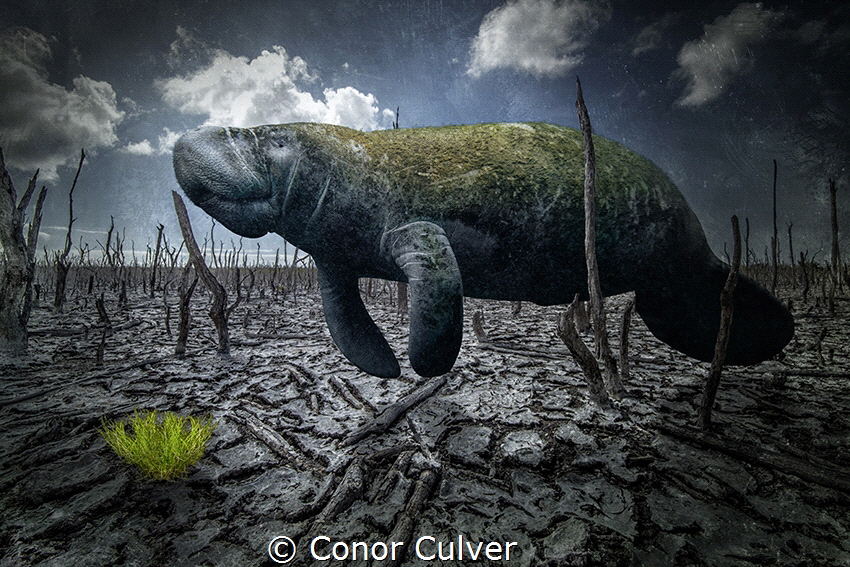 Conor Culver