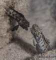 Fighting Sailfin Blennies, The Meadows, Little Cayman

Nikon D800 | Dual Ikelite 161 Strobes | Nikon 105mm macro | ISO 100 | 1/320 sec | f10
