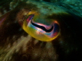A cuttelfish's eye.