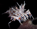 Spiny Tiger Shrimp, landing on Sponge