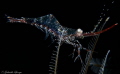 Nikon D7100 in Nauticam Housing, 60mm lens, two strobes sea&sea ys-110a
f/25    1/250 sec.    ISO-125
Puerto Galera, Philippine