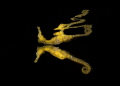 Seahorse found swimming under a dock