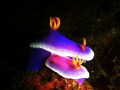 Hypselodoris apolegma...tender moments