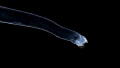 An unknown species of plankton. I actually found this by chance, since it could only be seen when lit from the side or from behind - as it is fully see-through and only 2cm long...