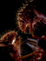 This is probably what a crab sees when it looks down its arms... Did you know that these hairs can pick up water movement as small as the equivalent of the energy of a few photons (much like the body-hair on spiders). :o