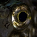 Look at me! The eye of a John Dori, looking at his reflection in the lens. The JD actually stopped and stayed motionless, staring at his reflection for about a minute...