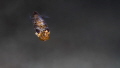 This baby Bobtail Squid came quite close, investigating the Alien intruders, visiting his world. Did you know that a Bobtail Squid is emitting just enough bio-luminescence towards the sea-floor to make him invisible against the surface?