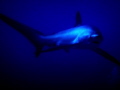 Tête à tête with a friendly thresher shark