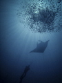 Diver, Manta, Bubbles!