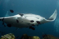 Manta Ray 1. Taken at Hin Daeng Thailand. Camera: Sony NEX7 f/5.6 ISO-200 1/100sec. Strobe: 2xInon Z-240