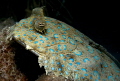 Rare chance to shoot up on a flounder