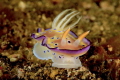 Chromodoris Kuniei - Lembeh Strait