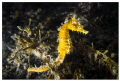 Seahorse on seaweed