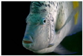 An angelfish spotted on a shore dive
