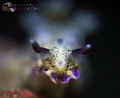 Macro