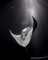 MANTA MAGIC

