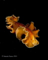 Yungia aurantiaca
