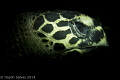 Forget the eye of the tiger, the eye of the Turtle is more impressive.