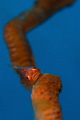 If you've ever photographed this gobi you may know how fast it moves on the coral. This one took me a long time to shoot but it was worth it.