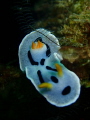 nudi