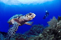Turtle and diver