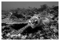 Just a curious turtle...