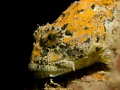 Sea scorpion on the Mulberry