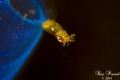 Pygmy Squid. Tulamben Bali. 2/2014.
5DM3, Nauticam. 2x YSD1. 100mm +10 Diopter. f/9. 1/200s. ISO 100.