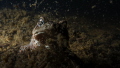 Resurrection Of Bufo Bufo