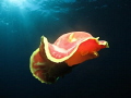 Spanish dancer swimming.