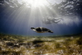 Green sea turtle (Chelonia mydas)