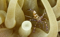 Coleman Shrimp in Giant Anemone