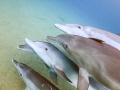 Freediving with Indo-Pacific bottlenose dolphin.