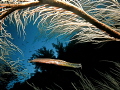 Juvenile trumpet fish